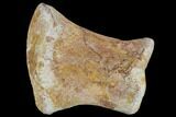 Fossil Mosasaur Metatarsal - Morocco #116863-1